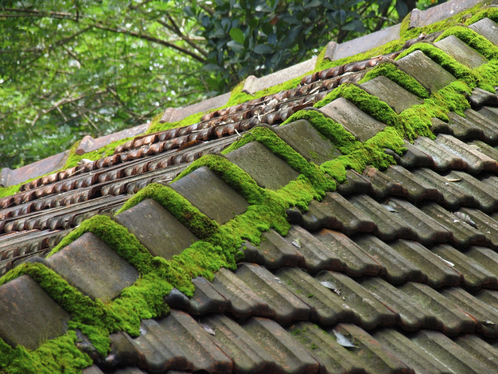 Démoussage de toiture à Cestas