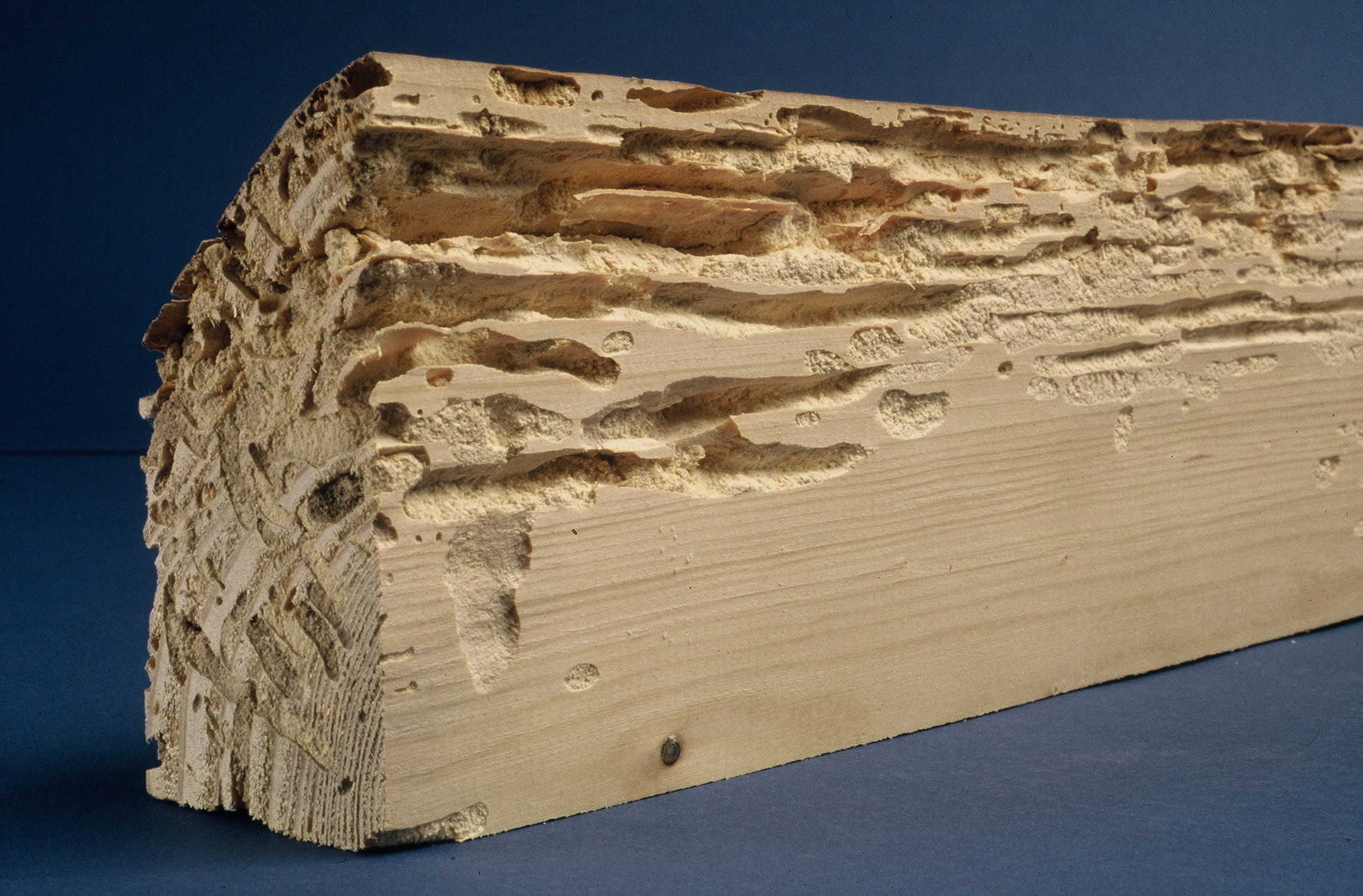 Traitement de charpente, bois à Bordeaux
